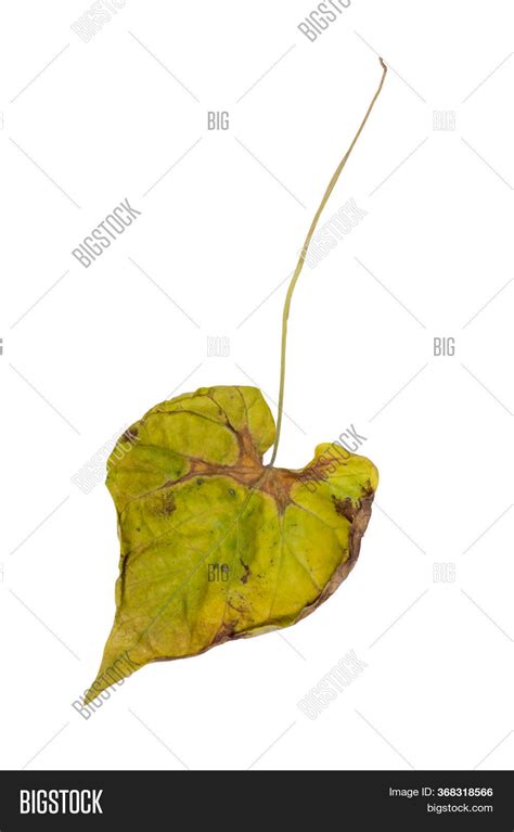 One Wilted Leaf Image And Photo Free Trial Bigstock