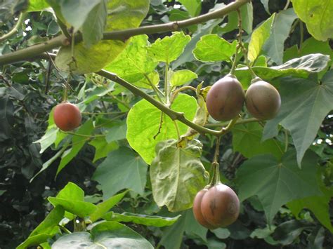 See more ideas about tree care, fruit trees, fruit. Forum: Fruit Trees