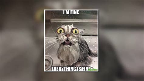 Video meme kocak comedyrakyat instagram profile picture. Hilarious Dog & Cat Memes 2018! - YouTube