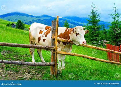 Cow Behind The Fence In A Mountain Meadow Stock Photo Image Of Grass