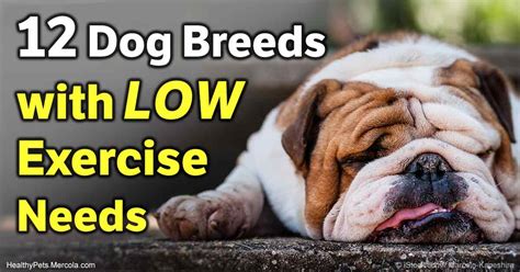 Which Of These 12 Low Energy Dog Breeds Is Right For You