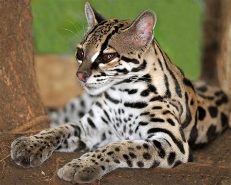 The Margay Is An Endangered Small Wild Cat Uniquely Suited To Life In