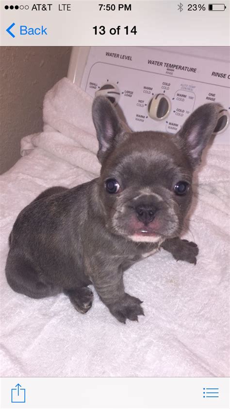 Specializing in breeding french bulldog puppies of the rarest and distinct colors, our dogs are carefully selected from the strongest, healthiest champion bloodlines. Mister at 6 weeks old. | French bulldog, French bulldog ...