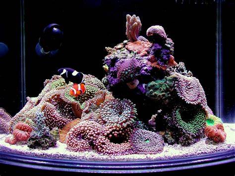 nano reef tank fish source quoteimg nano reef tanks