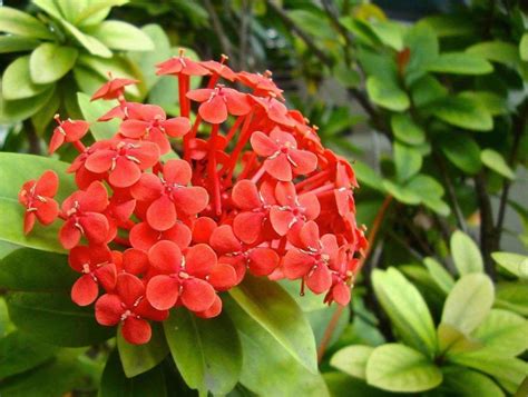 Ixora Chinesa Ixora Chinensis Flores Exóticas Flores Arbusto