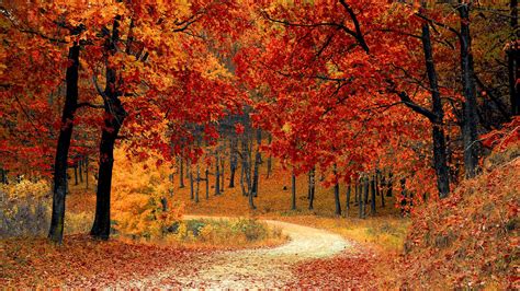 Download Wallpaper 2048x1152 Autumn Forest Path Foliage