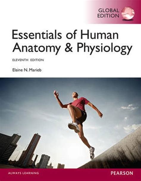 Essentials Of Human Anatomy And Physiology By Elaine N Marieb Paperback