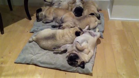 Snoring Pile Of Pugs Its A Hard Knock Life For A Pug Page 2 Of 2