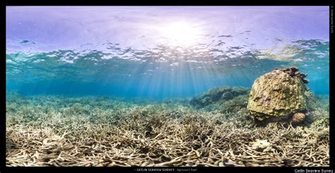 Breathtaking Underwater Panoramas Capture Beauty Destruction Of World