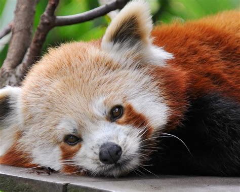 Cute Red Panda Wallpaper - WallpaperSafari
