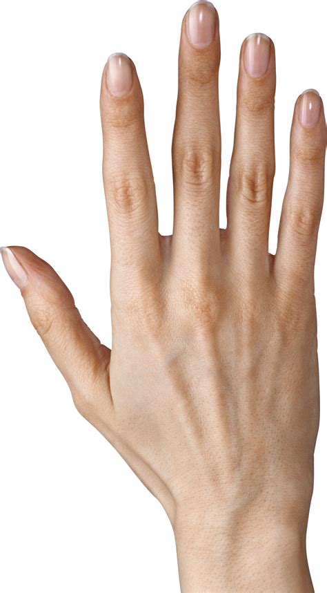 Hand Showing Five Png Girl Fingers Png Clip Art Library