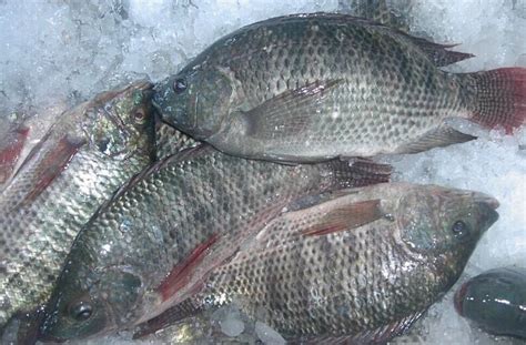 Great tasting tilapia begins with a pure water source. China Frozen Tilapia Gutted and Scaled - China Tilapia ...