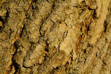 Close Up Of Tree Bark Stock Photo Image Of Contrasting 247955150