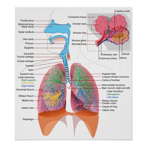Póster Diagrama Del Sistema Respiratorio Humano Zazzlees