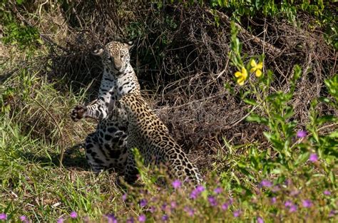 Jaguar Cubs Playing Stock Image Image Of Biggest Cats 253862013