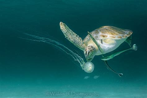 Green Sea Turtle Eating Jellyfish
