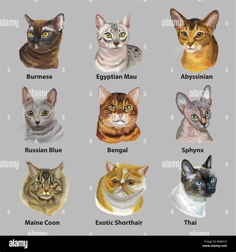 Set Of Colorful Vector Portraits Of Cats Breeds Exotic Shorthair