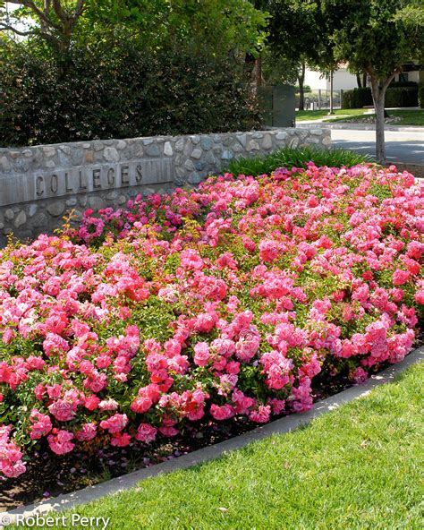 Floral Carpet Rose Inland Valley Garden Planner