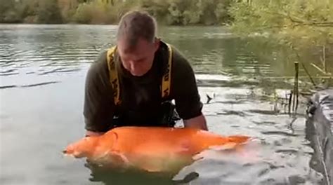 بالفيديو في فرنسا اصطاد سمكة ذهبية بلغ وزنها 30كغ طرابلس عاصمة الشمال