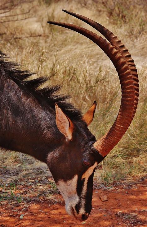 Sable Antelope Photograph By Stacie Gary