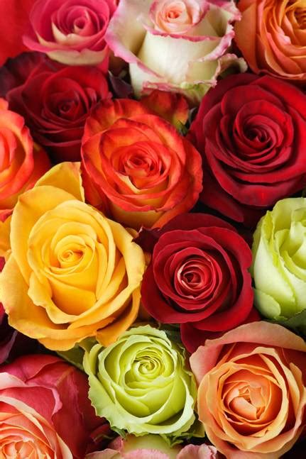 Las Rosas De Ecuador Traen Su Fama A Valencia Iberflora