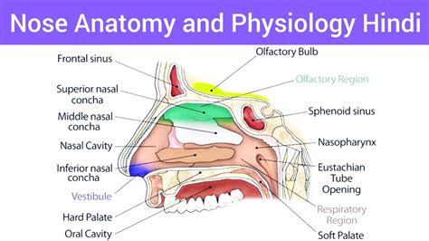 Nose Anatomy And Physiology Hindi Nose Structure Function And Location