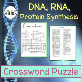 Sequence the steps of protein synthesis and explain the significance of the process. DNA, RNA, Protein Synthesis Crossword Puzzle by Amy Brown Science