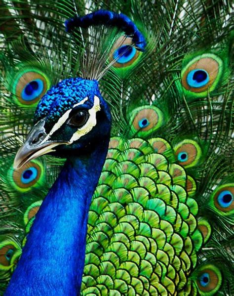 The Proud Peackcock Eight Fun Facts On The Indian Peacock