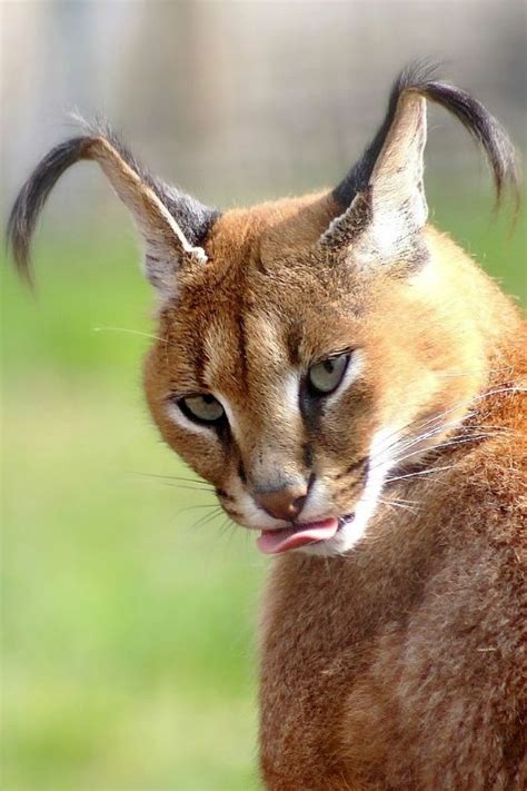 13 Facts About The Cutest Species Caracal Cat Cats In Care