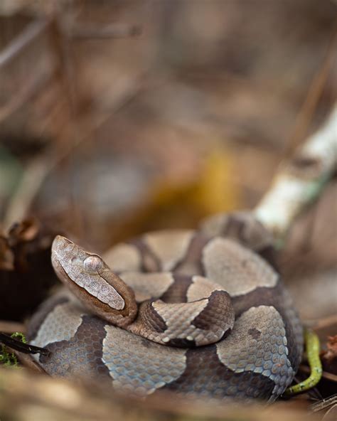 Copperhead Snakes