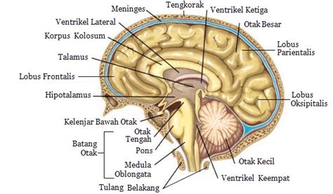 Sistem Kordinasi Pada Manusia Mikirbae