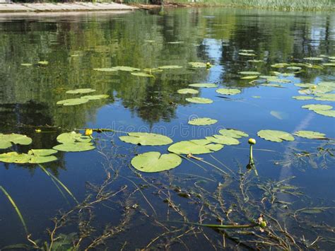 Yellow Nenuphar Flower Water Lily On A Lake Beautiful Aquatic Plant