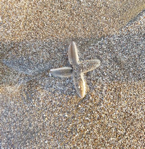Four Legged Start Fish Found Washed Up Dubai