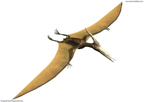 Pterosaur Facts Amazing Flying Reptiles That Lived With Dinosaurs