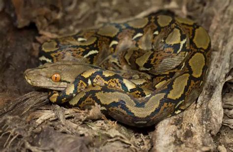 Reticulated Python Care Size Temperament And Breeding Az Reptiles