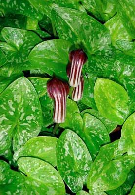 Arisarum vulgare growing instruction & requirement arisarum vulgare info: Arisarum vulgare • New Zealand Plant Conservation Network