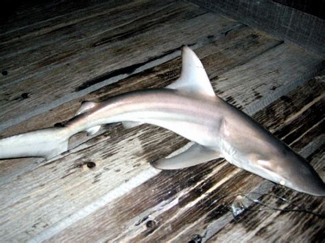 Spinner Shark Ocean Treasures Memorial Library