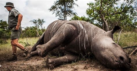 Us Pours Millions Into Fighting Poachers In South Africa The New