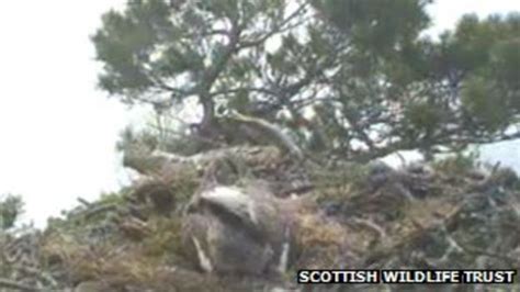 Osprey Lays Fourth Egg At Perthshire Nature Reserve Surprising Staff