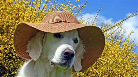 Download Wallpaper 1920x1080 Dog Face Hat Toys Holiday Full Hd 1080p Hd Background