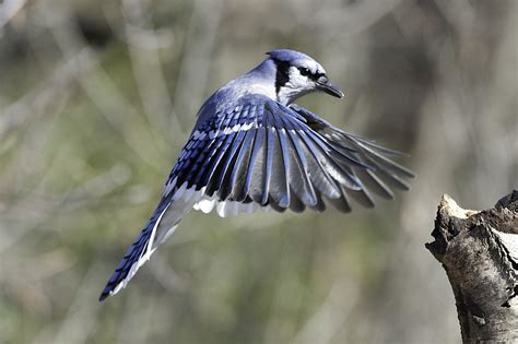 Blue Jay In Flight Explored A Photo On Flickriver
