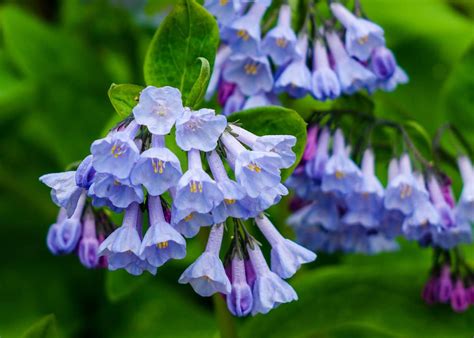 25 Breathtaking Blue Flowers For Your Garden