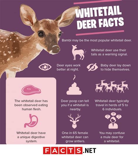 30 Curious Whitetail Deer Facts That Will Surprise You