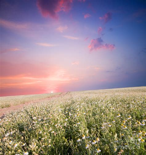 Sunrise Over Flower Land Photograph By Michal Bednarek