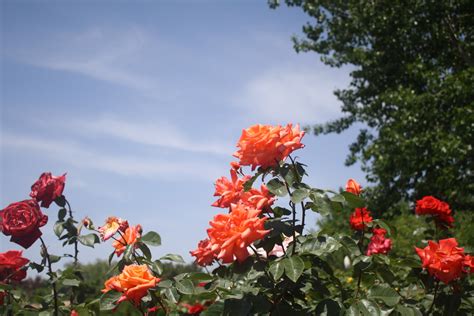 Free Images Blossom Flower Red Botany Flora Blue Sky Shrub The