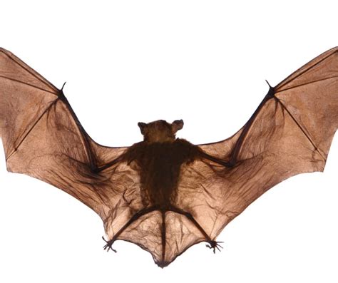 Do Bats Suck Blood World Class Wildlife Removal