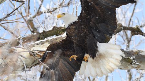 Brilliant Bald Eagles Soar All Winter Long In The Great Lakes Region
