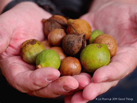 Only two of the seven known varieties of nuts are edible; Good Things blog
