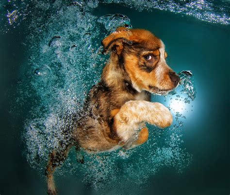 Matt Of All Trades Happy Puppies Swimming Photos You Have To See