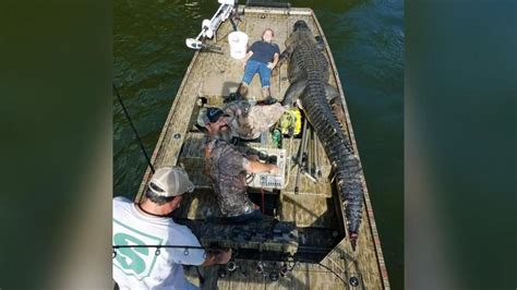 This 14 Foot Alligator May Be The Biggest One Ever Caught In Georgia